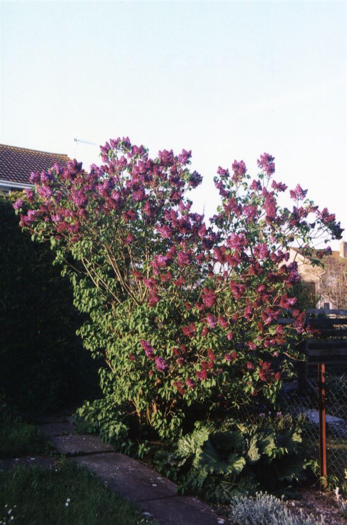 lilac2