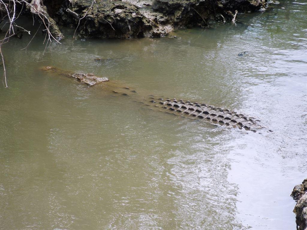 etcroc