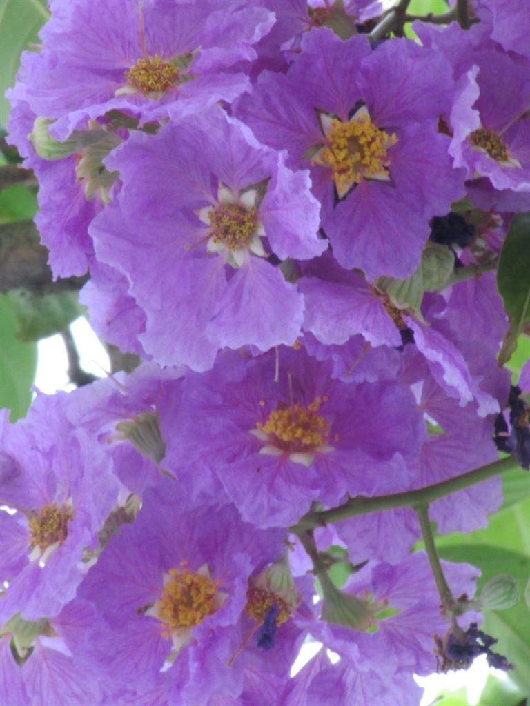 flowers