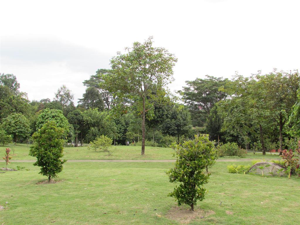 orchard