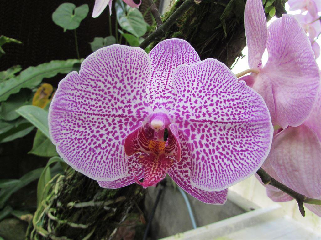 purple4
