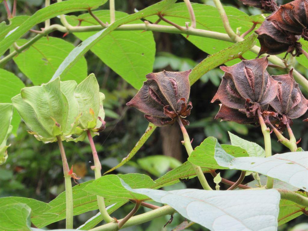 plants