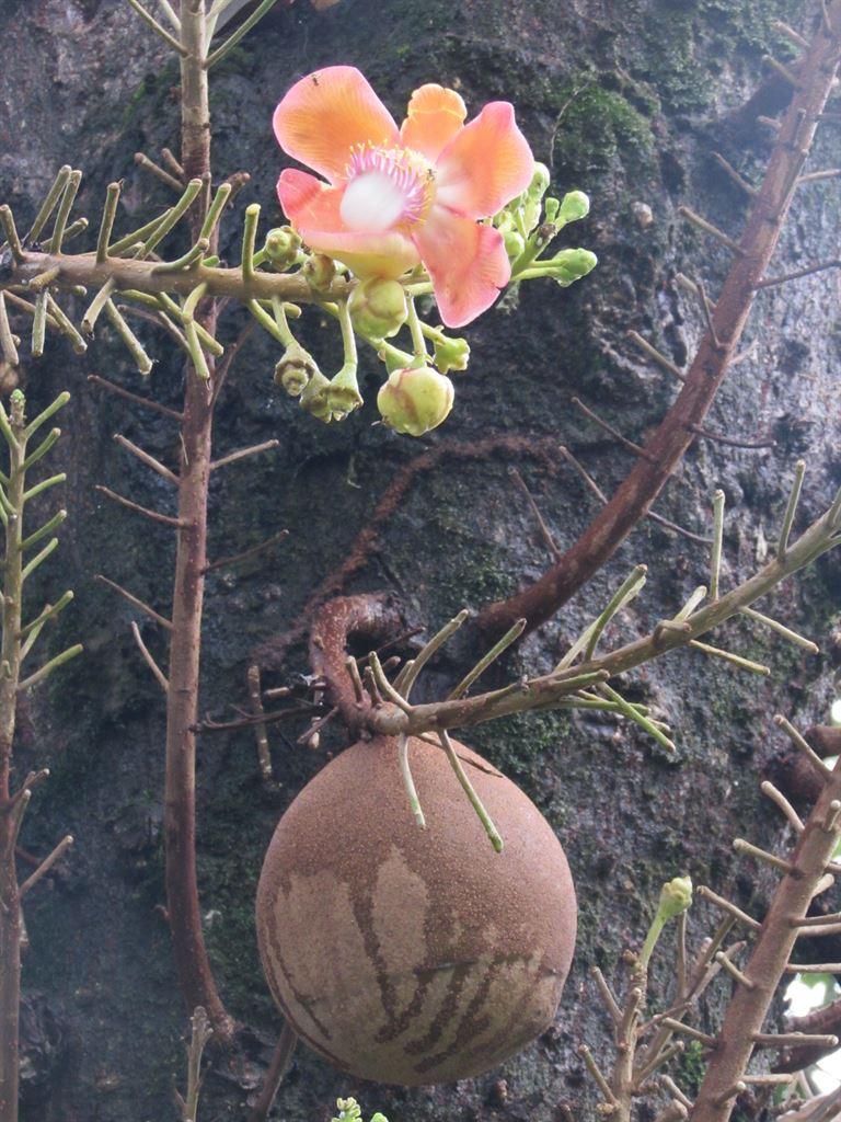 flower&coconutthing