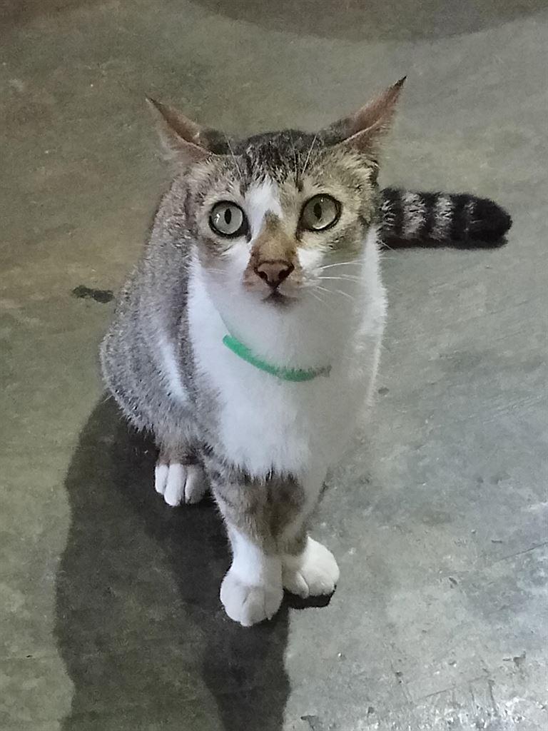 ltcat