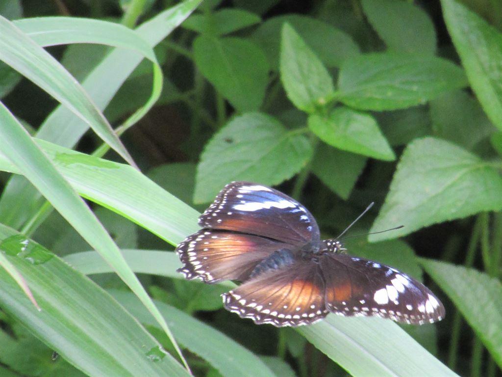 butterfly1