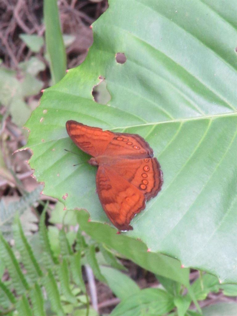 butterfly2