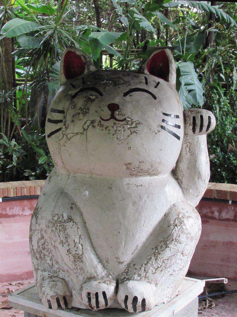 cat1