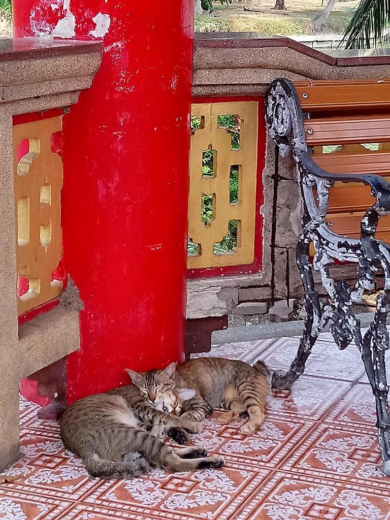 cats