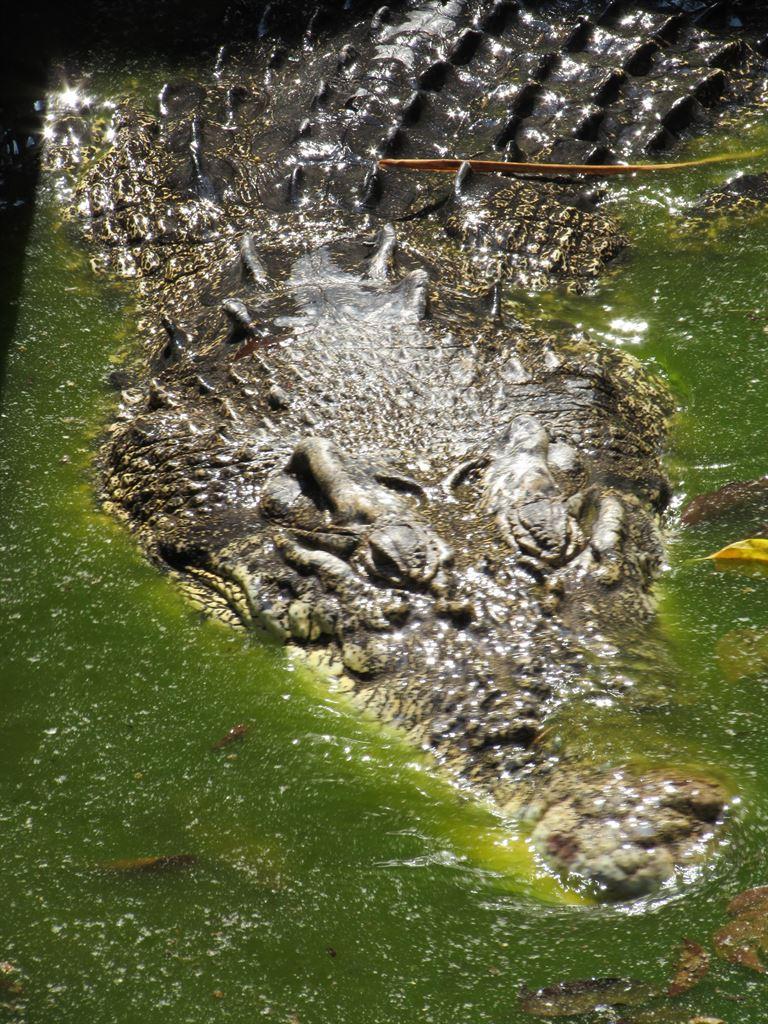 croc