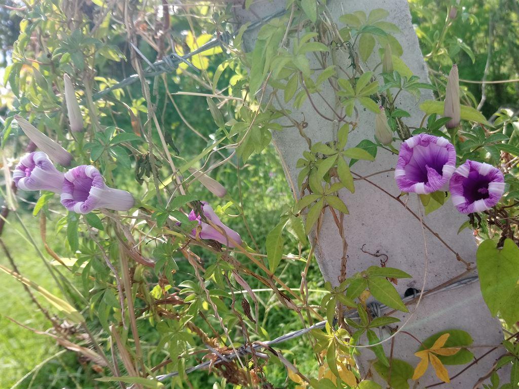 flowers&fence