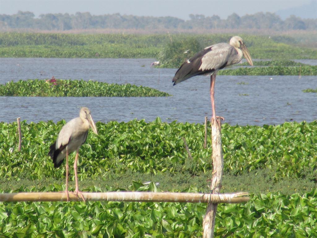 herons