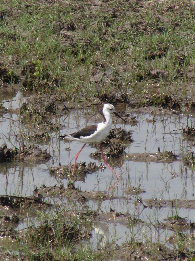 stilt