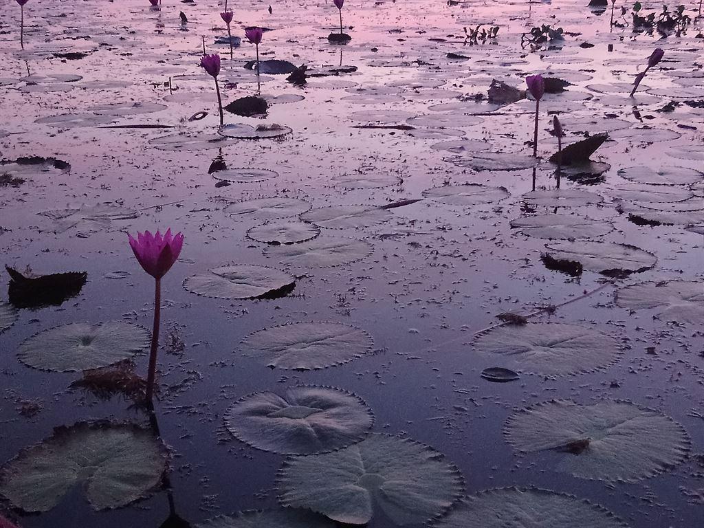 pinklilies