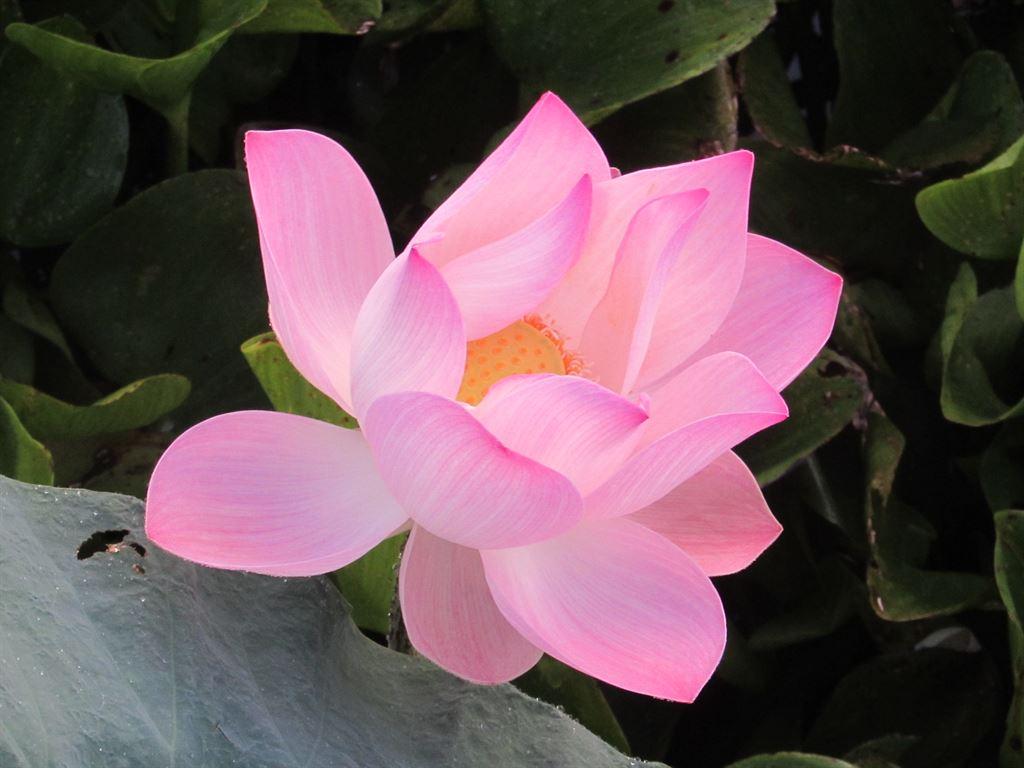 lotus