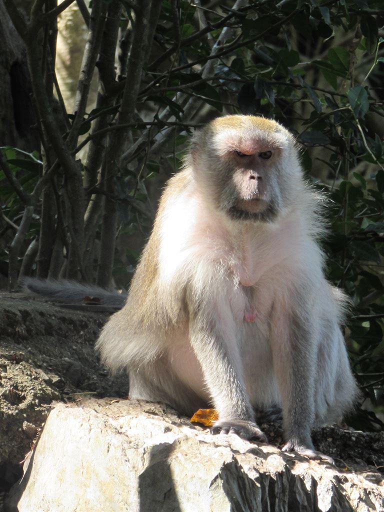 grumpymonkey