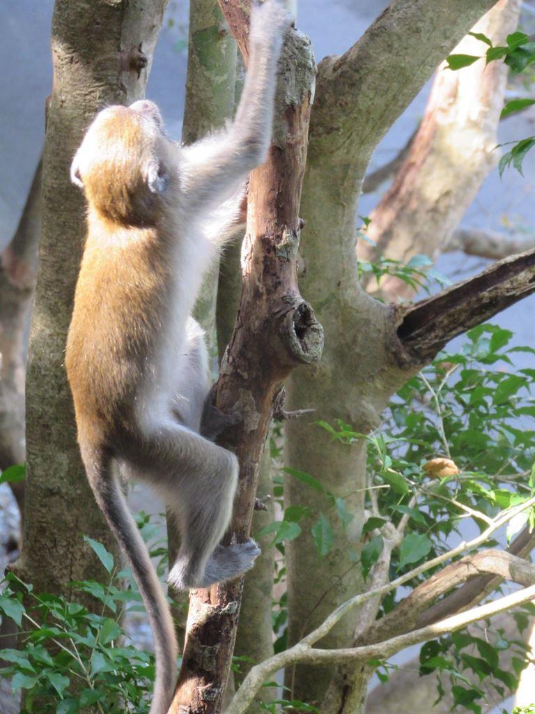 babymonkey