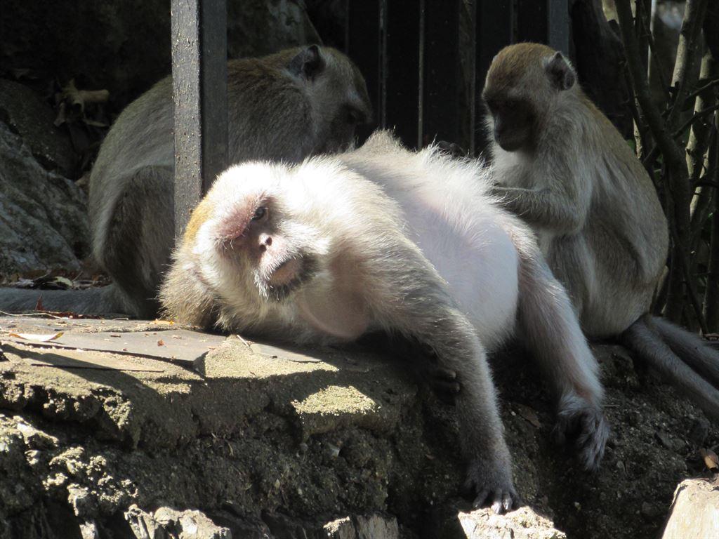 grooming