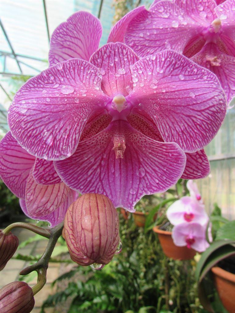 orchid&bud