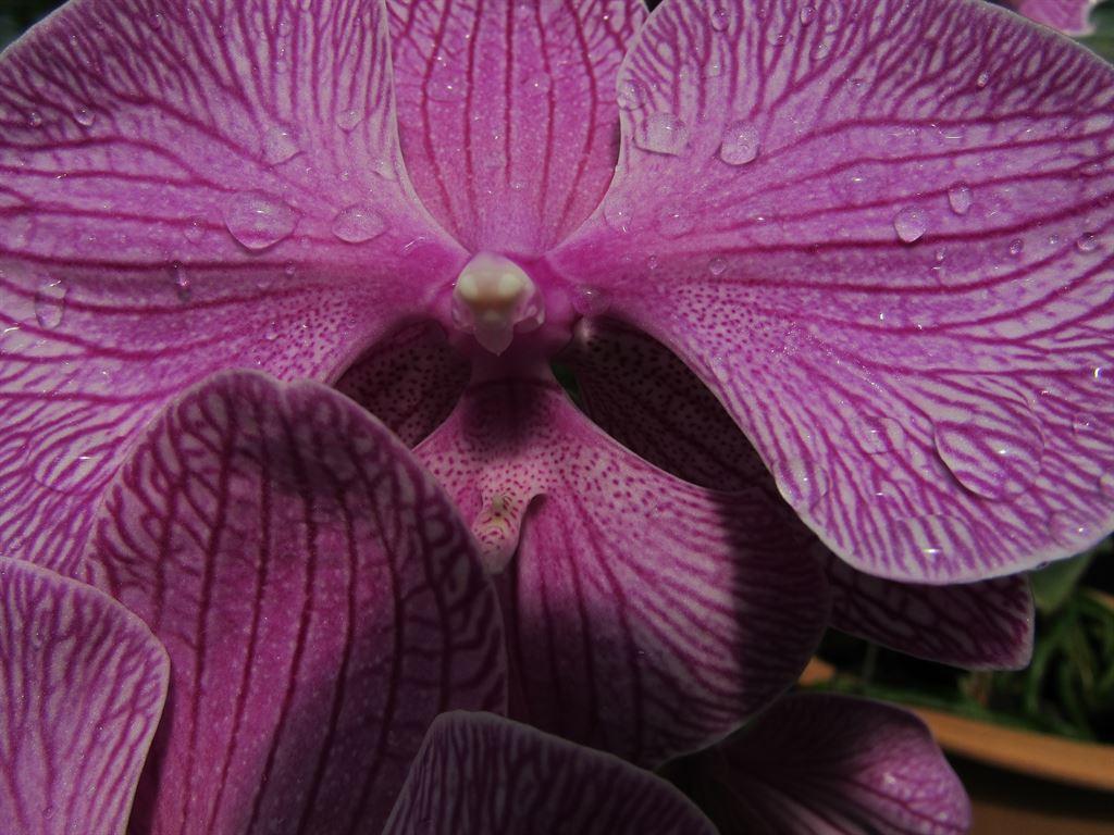 megapurple
