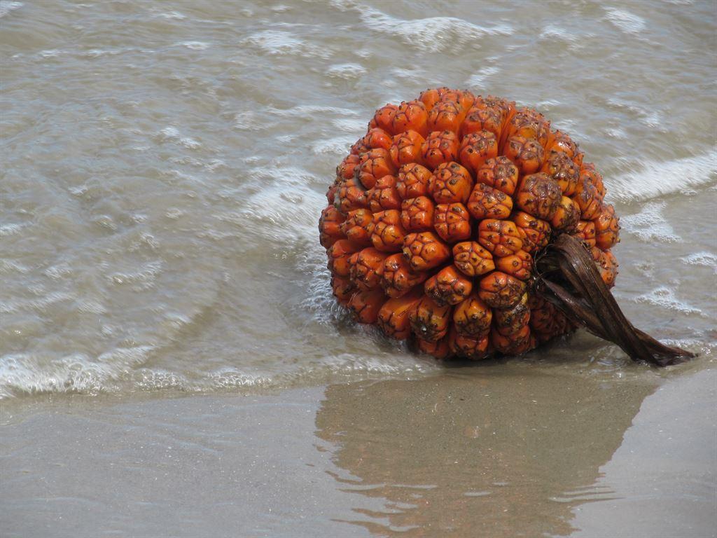 fruit