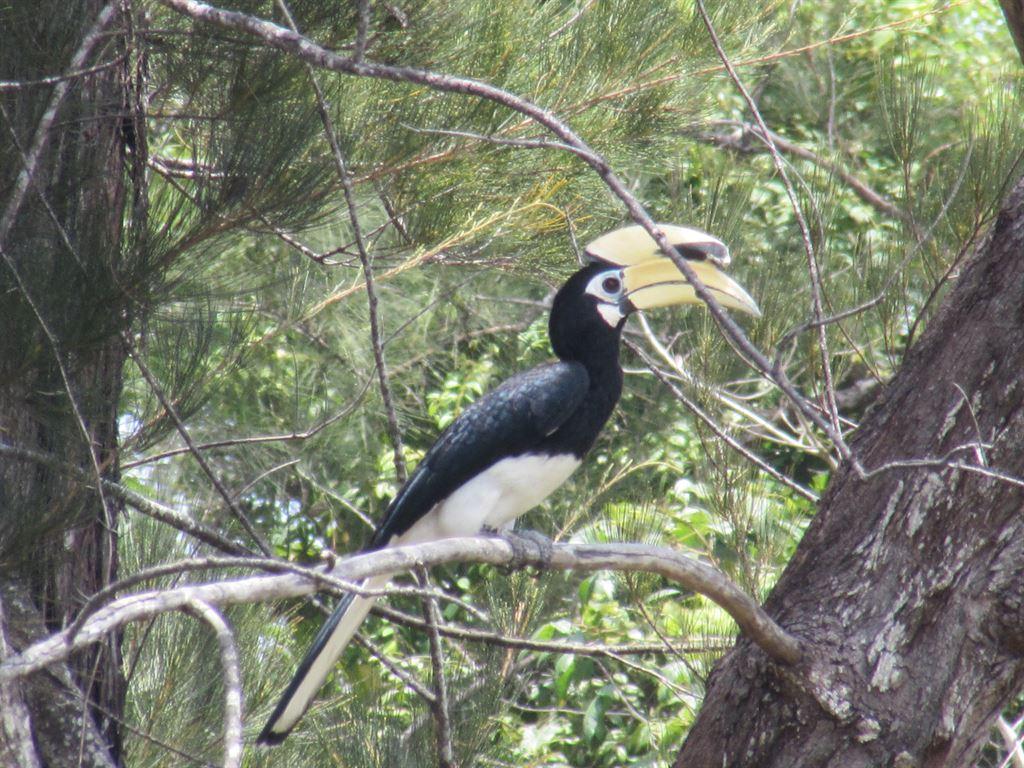 hornbill2again