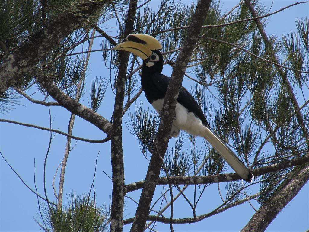 hornbill2