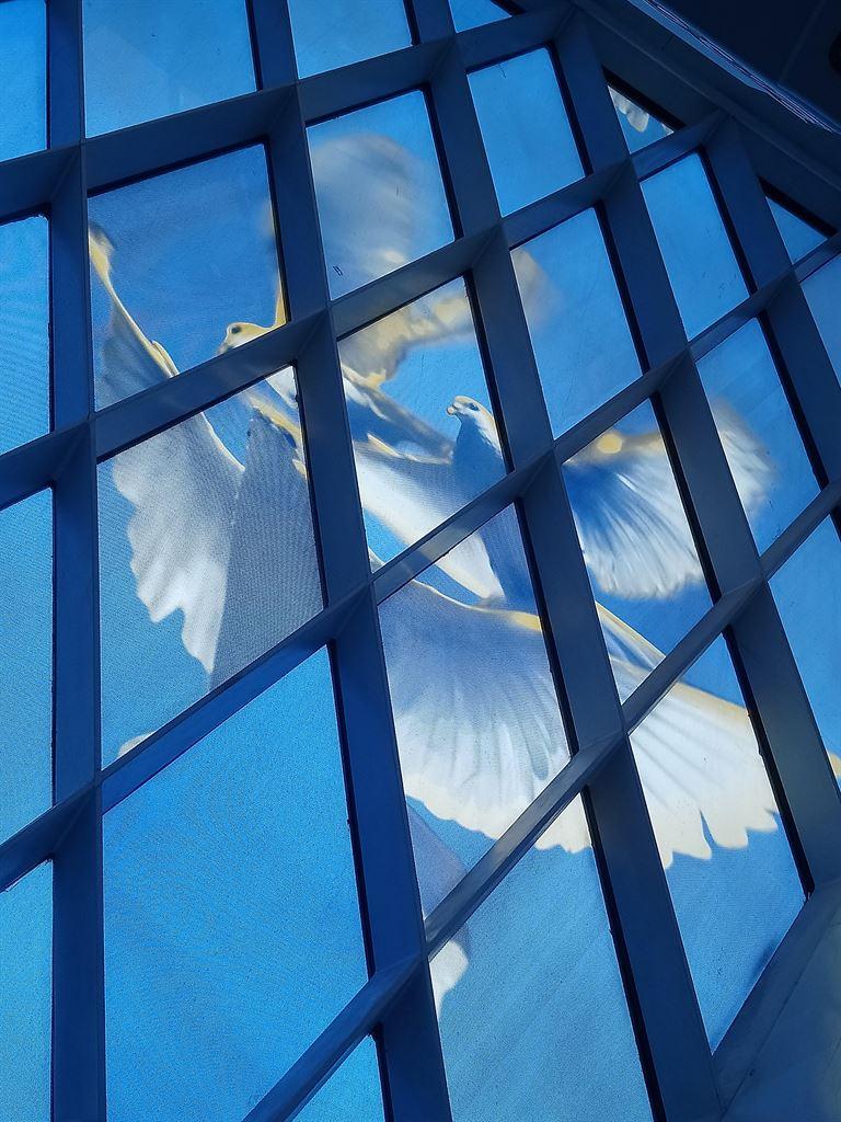 doves