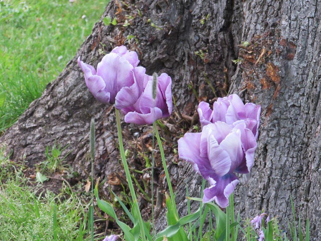 flowers1