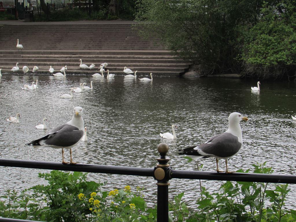 seagulls