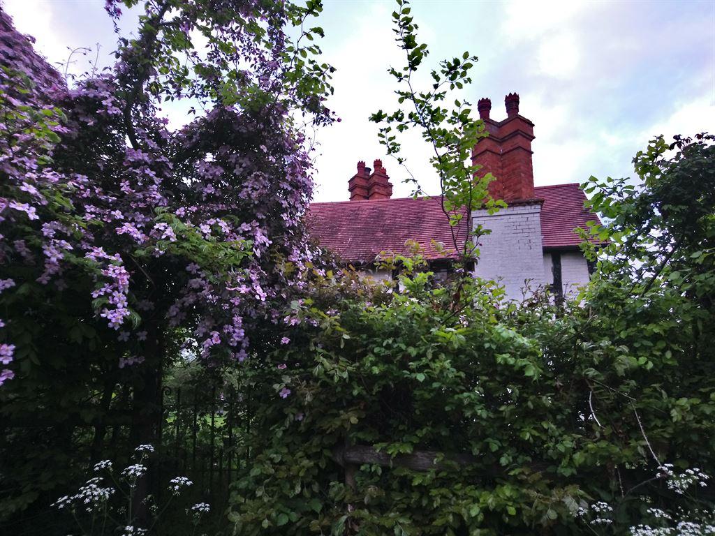 clematis