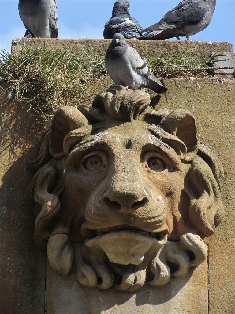 lion