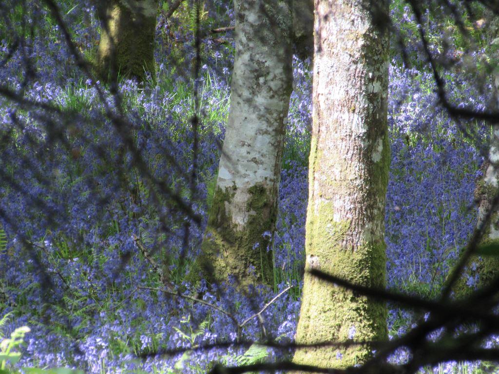 bluebs