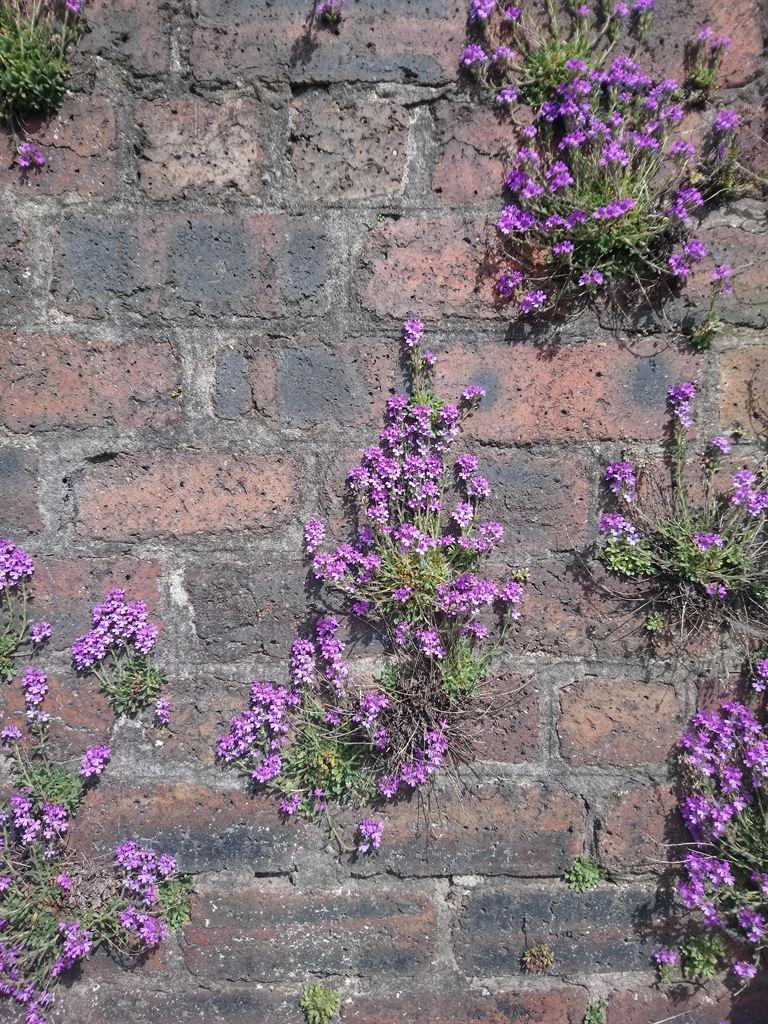flowers2