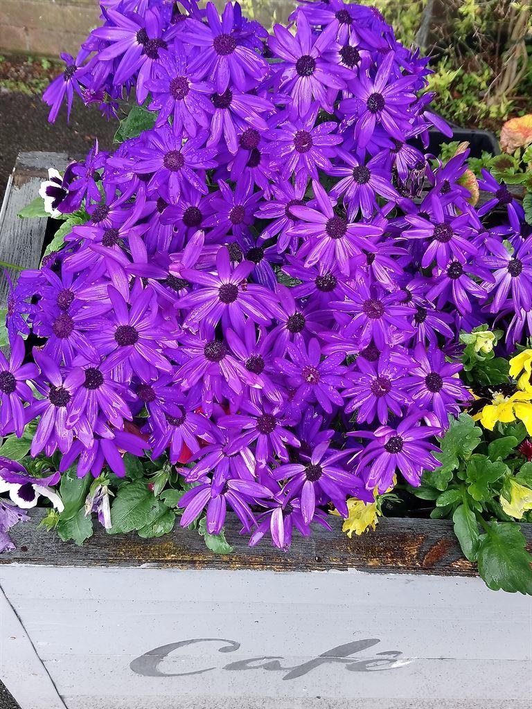 flowers&cafe
