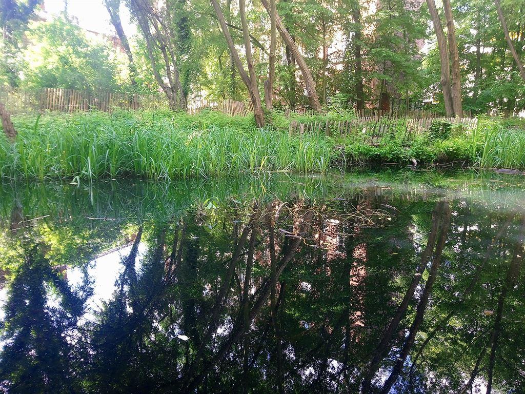pond