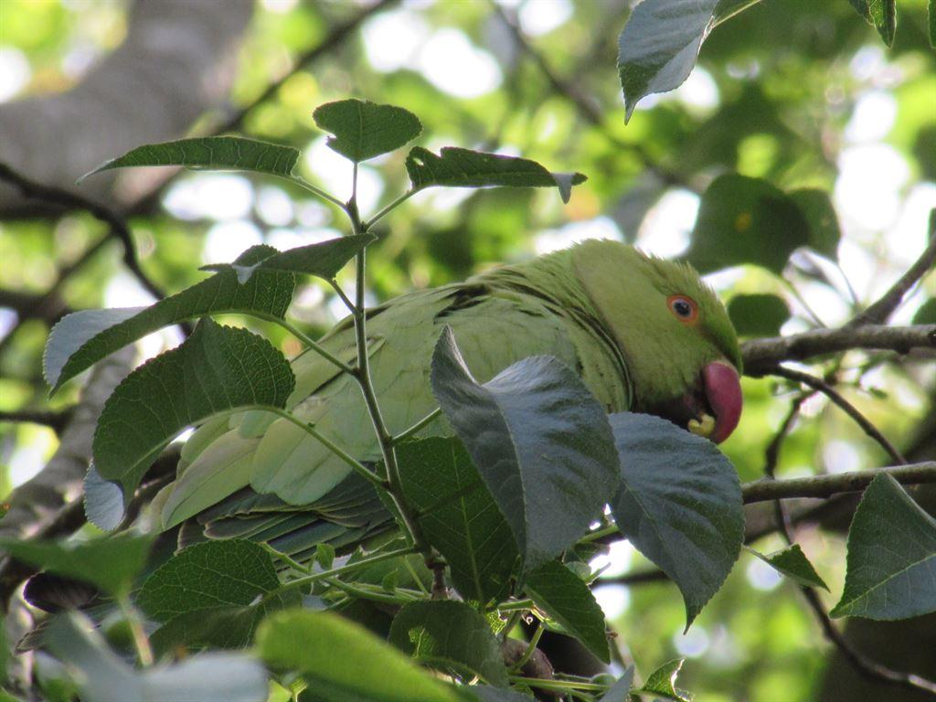 parrot