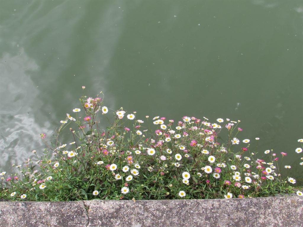 daisies
