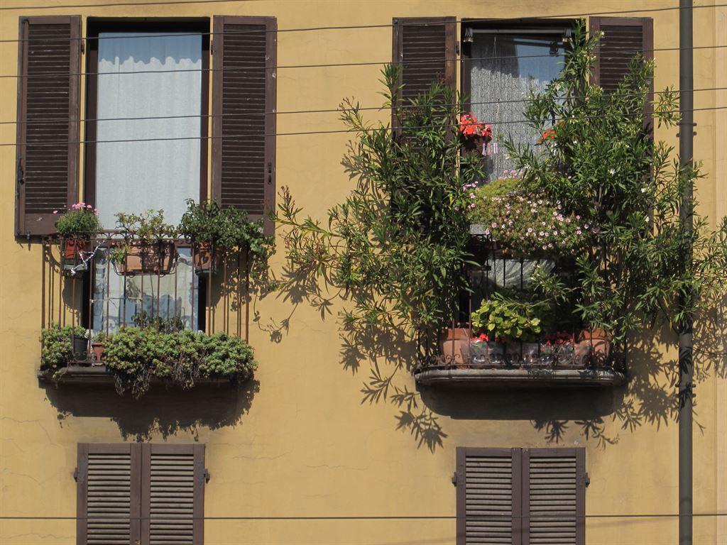 windows