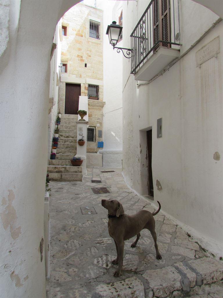dog