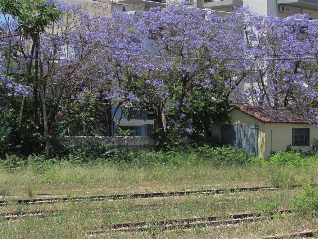 jacaranda