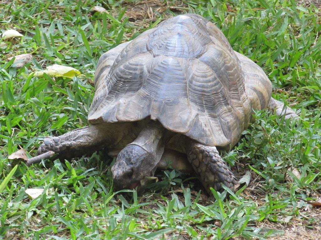 tortoise