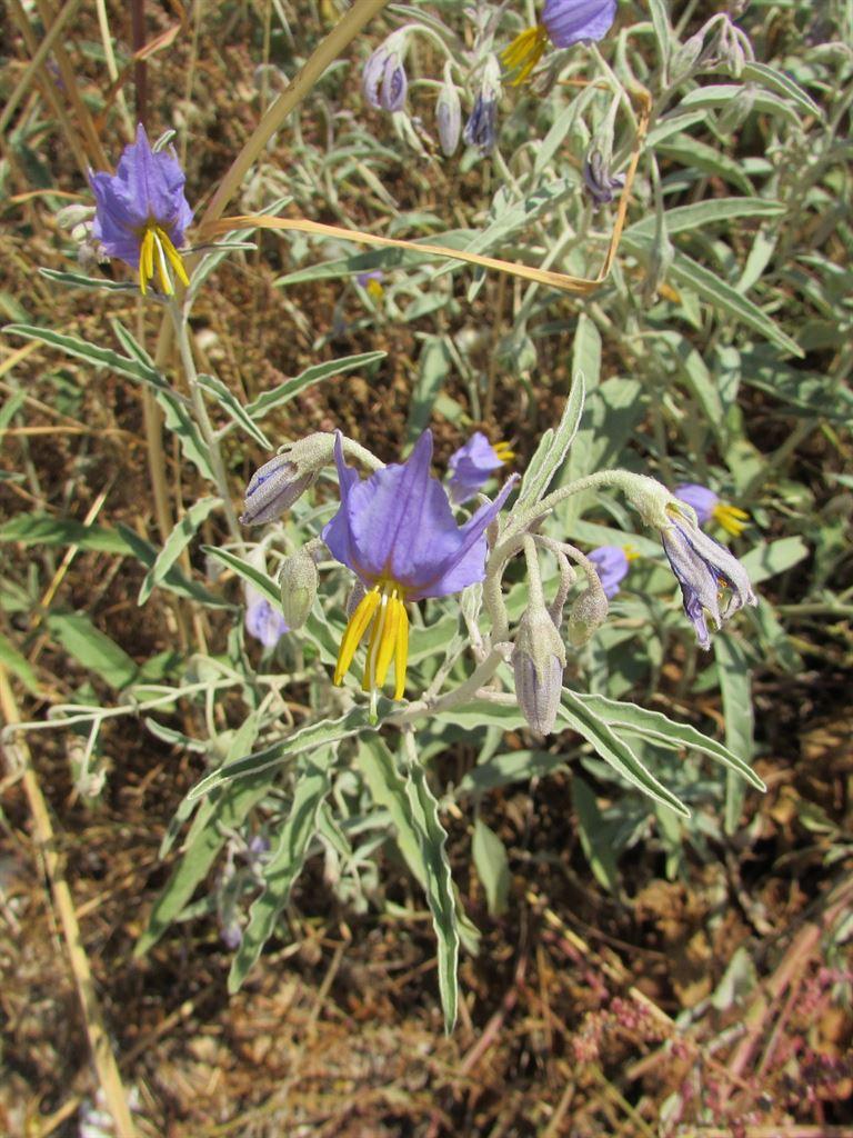 beachflowers