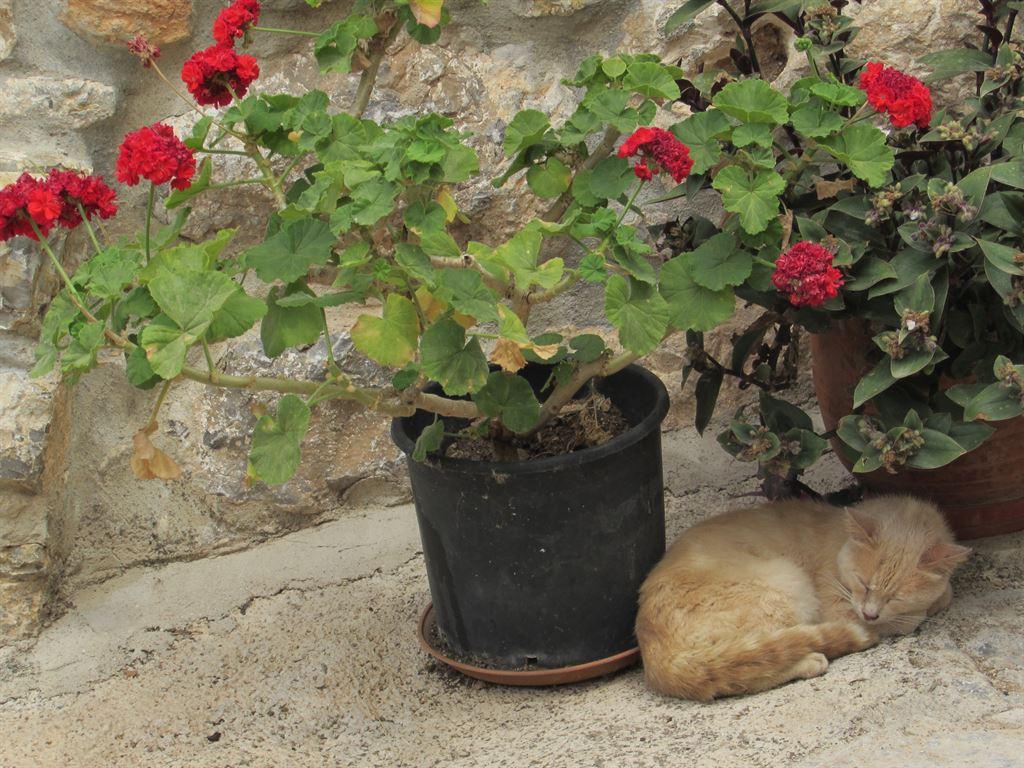 geraniums