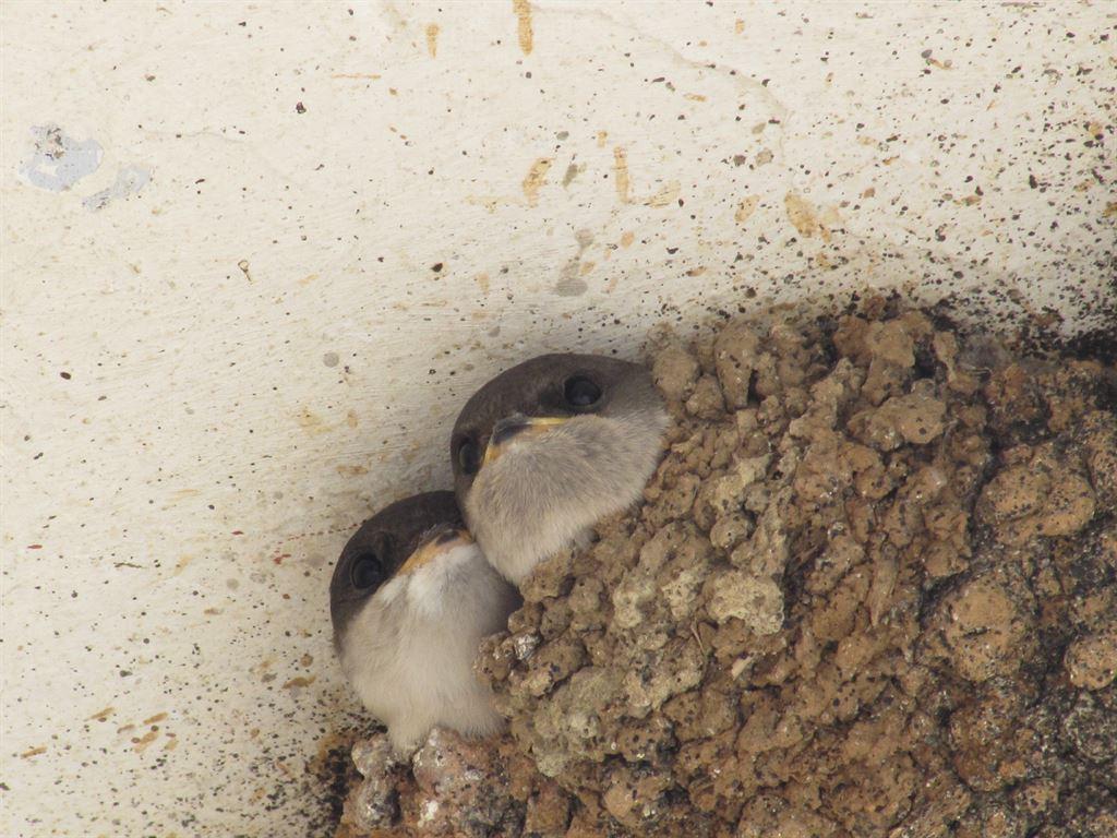 babybirds