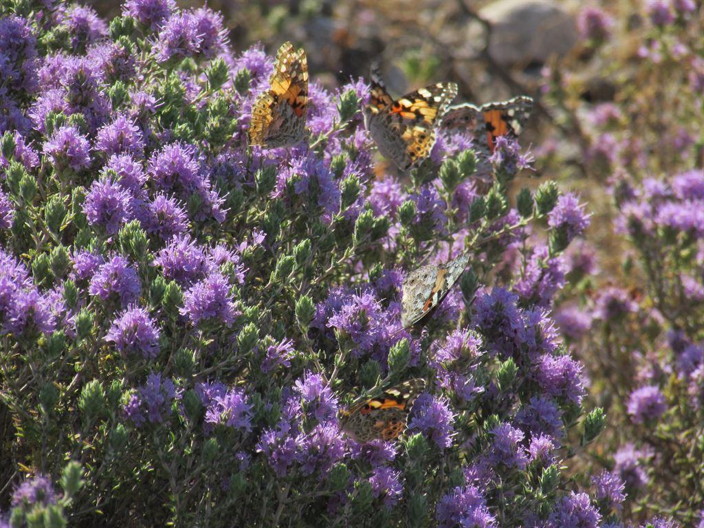 butterflies
