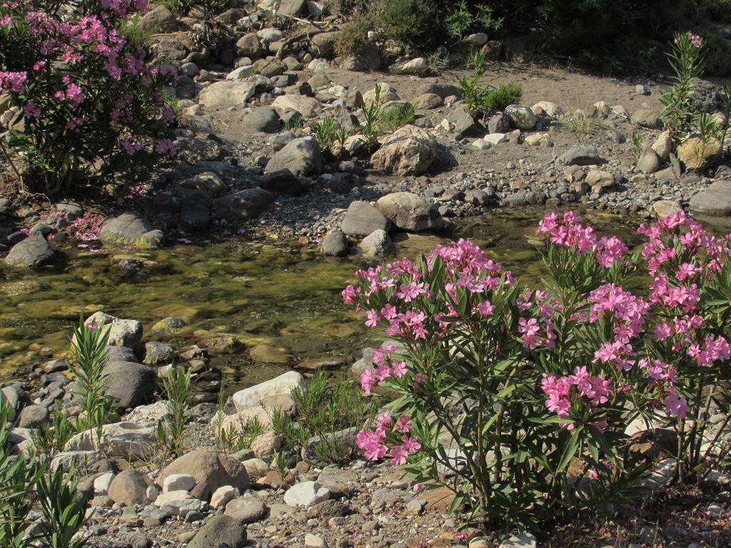 oleanders