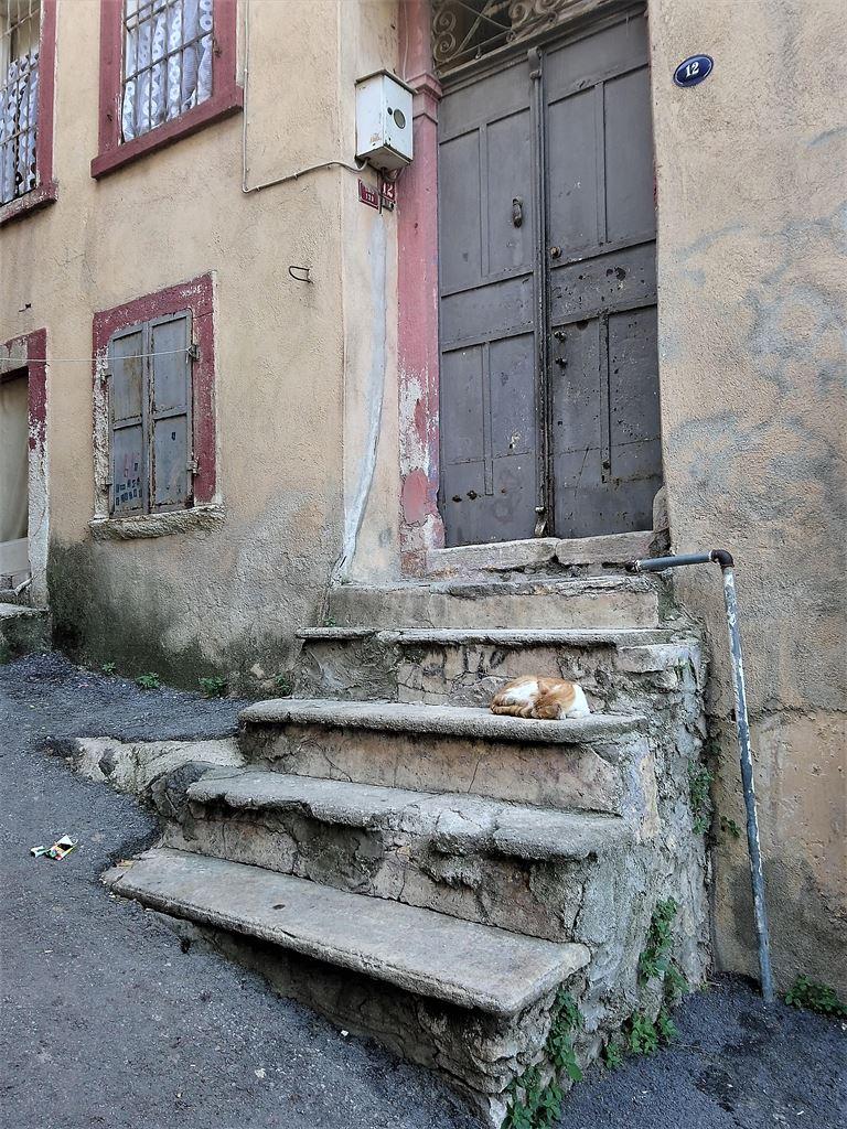 cat