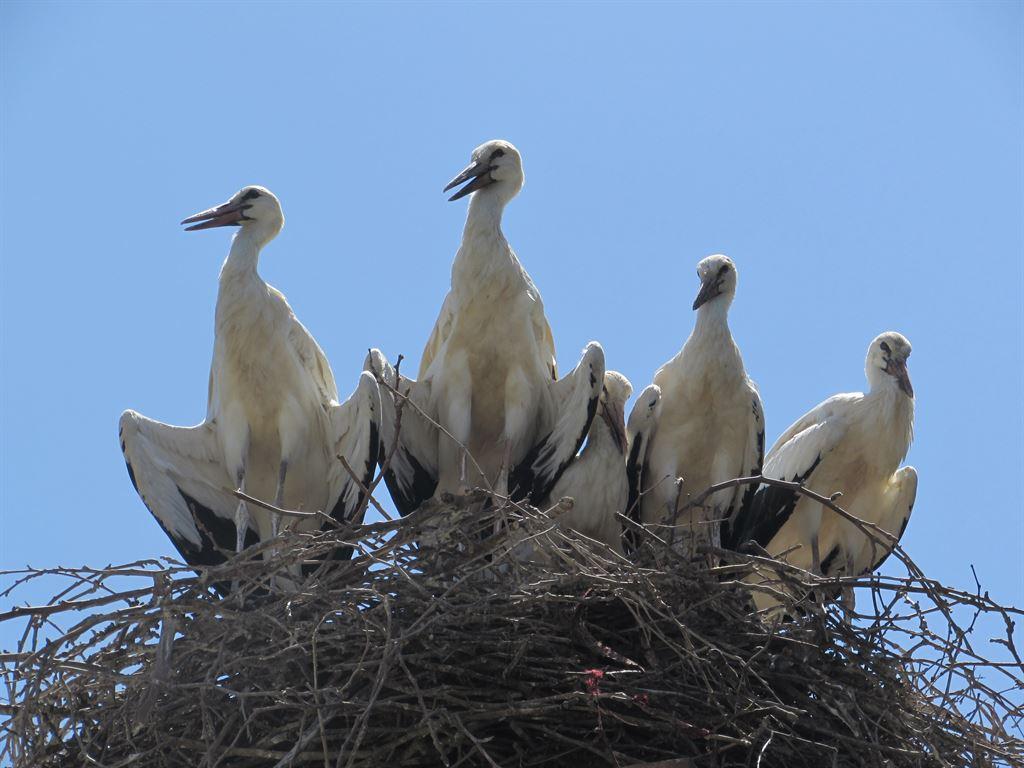 storks1