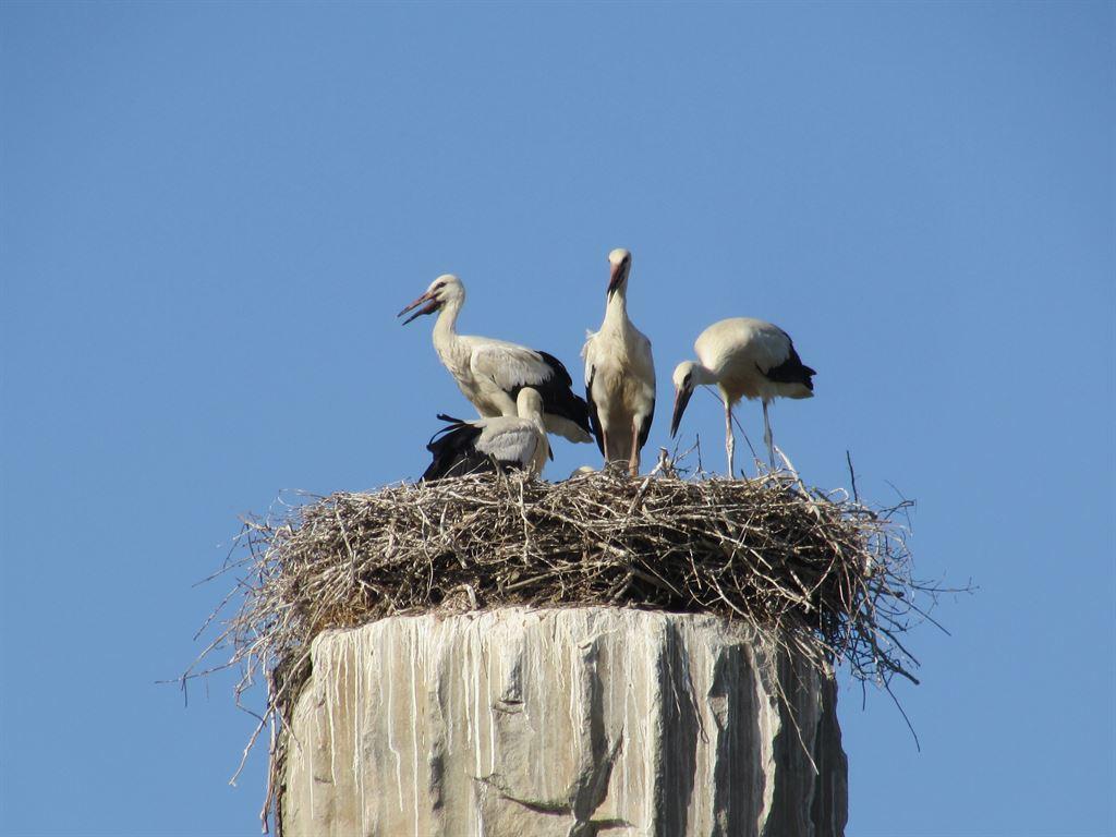 storks