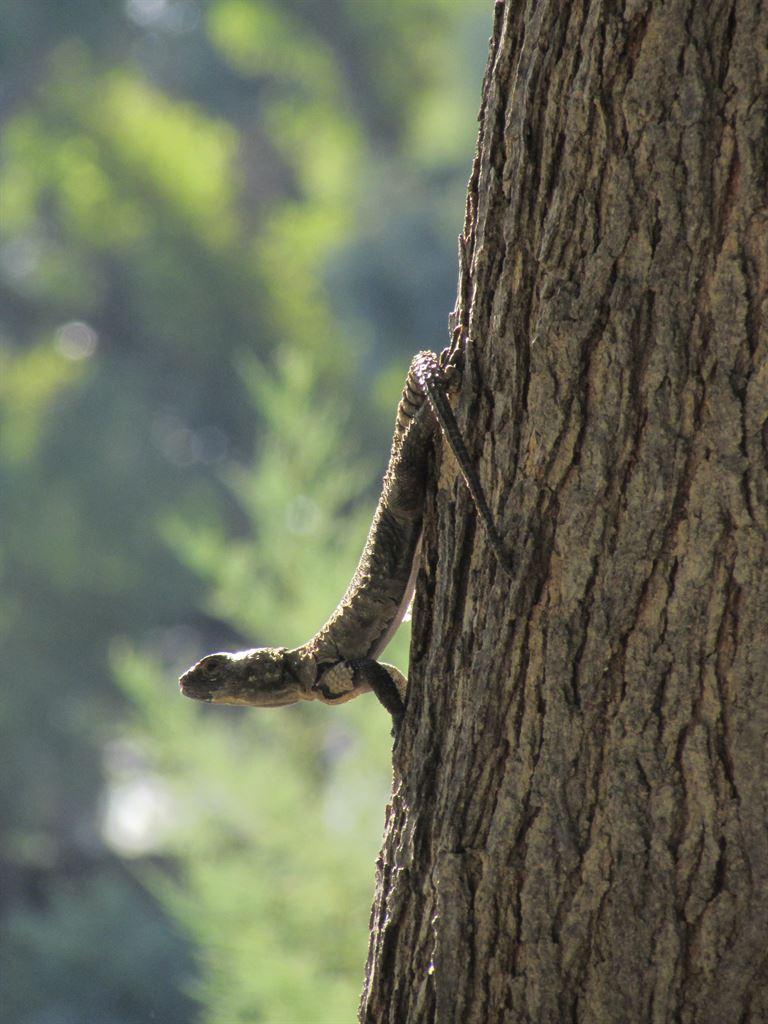 lizard
